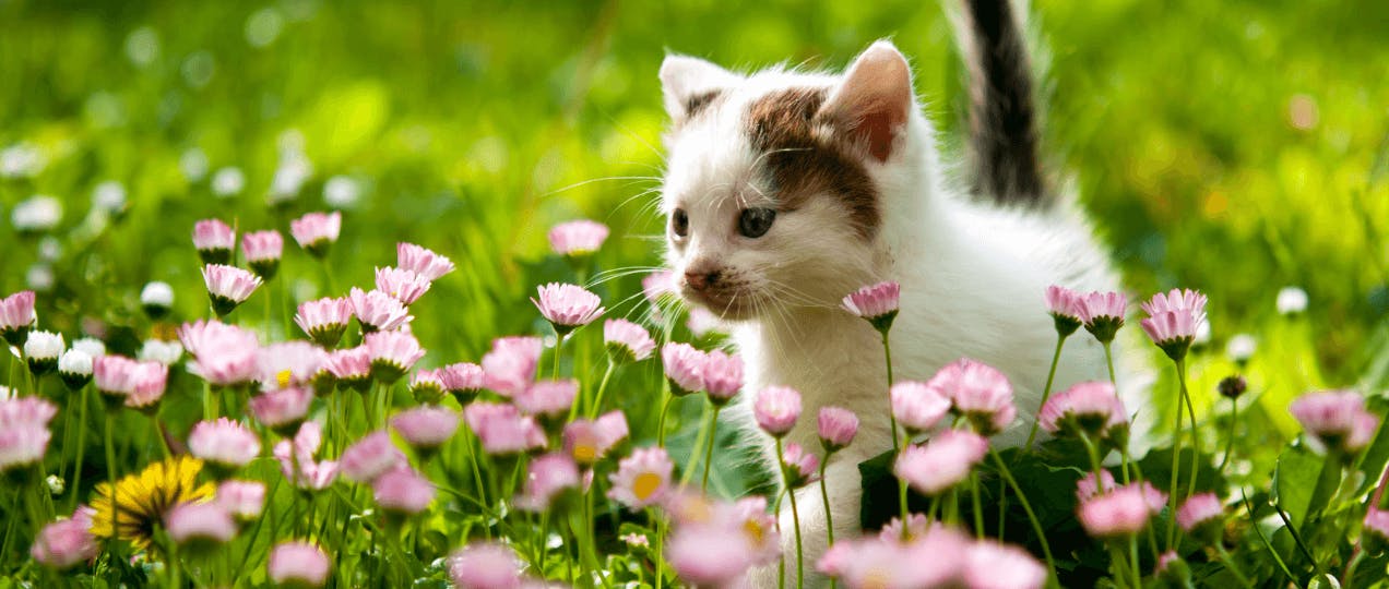 Cat Names that Start with T